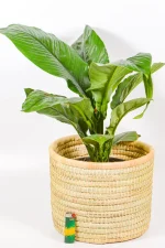 Palm frond medium basket with strong sides holding lush indoor plant.