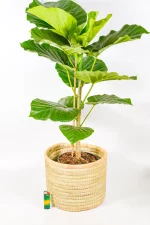 Medium handmade basket with thick palm weave and rounded rope-style finish.