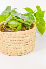 Natural palm frond midi plant basket holding medium-sized indoor plant.