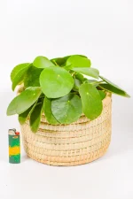 Midi handwoven basket crafted from palm fronds with strong rounded rows.