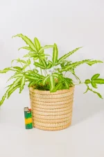 Decorative small woven plant basket styled with a fern inside