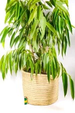 Oversized palm frond XL basket styled with large indoor plant.