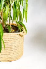 Extra-large decorative basket showing heavy rounded palm weave texture.