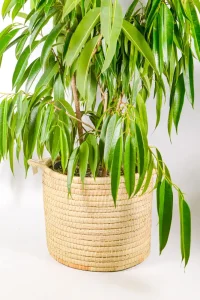 Handcrafted XL rope-weave plant basket holding large tropical foliage indoors.