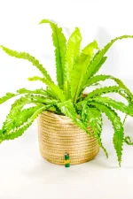 Decorative Osaka Fern XL styled indoors in natural woven basket.