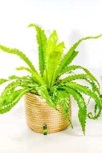 Birst Nest Fern Osaka XL looking awesome in handwoven basket