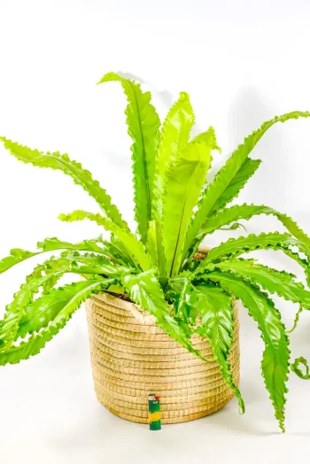 Stunning Bird Nest Fern Osaka XL in handwoven basket with crinkled fronds.
