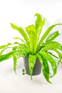 XL Bird’s Nest Fern ‘Osaka’ in a 30 cm pot with lush rippled fronds.
