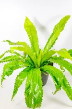 Side angle highlighting dense fronds and wavy leaf edges.