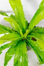 Full Asplenium nidus ‘Osaka’ viewed from above showing circular rosette.