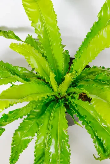 Full Asplenium nidus ‘Osaka’ viewed from above showing circular rosette.