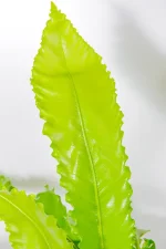 Macro shot of new frond unfurling from the central rosette.