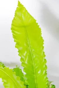 Macro shot of new frond unfurling from the central rosette.