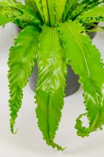 Close-up of glossy green frond texture with gentle ripple pattern.