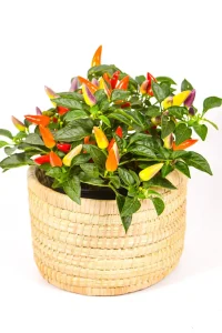 Capsicum in a medium handwoven plant basket
