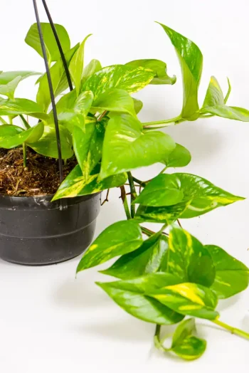 Side view showing cascading growth from hanging basket.