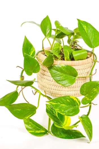 Golden Pothos displayed in a handwoven basket