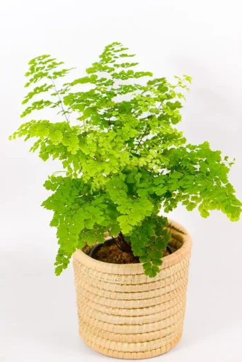 Full Maidenhair Fern plant styled indoors in decorative basket.