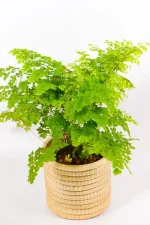 Lush green Maidenhair Fern in woven basket.