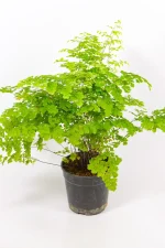 Side view of Adiantum raddianum fern with airy growth.