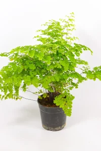 Side view of Adiantum raddianum fern with airy growth.