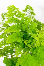 Decorative Maidenhair Fern on indoor table.