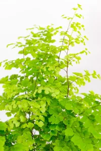 Close-up of Maidenhair Fern fronds with fine lace-like foliage.