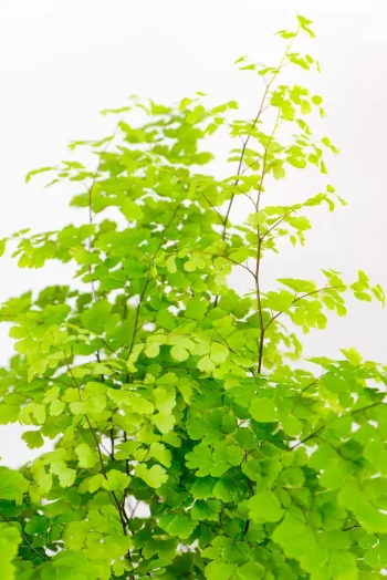 Close-up of Maidenhair Fern fronds with fine lace-like foliage.