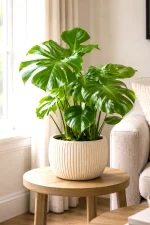 Large Monstera Deliciosa on side table