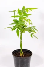 Money Tree Pachira with vibrant healthy foliage, ideal indoor plant for South African homes