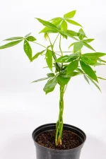 Money Tree Pachira with full, vibrant leaves, popular choice for plant lovers in South Africa