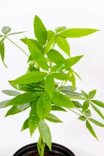 Lush and thriving Money Tree Pachira showcasing rich green tones