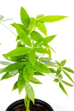 Money Tree Pachira with detailed foliage, perfect for bright indoor spaces