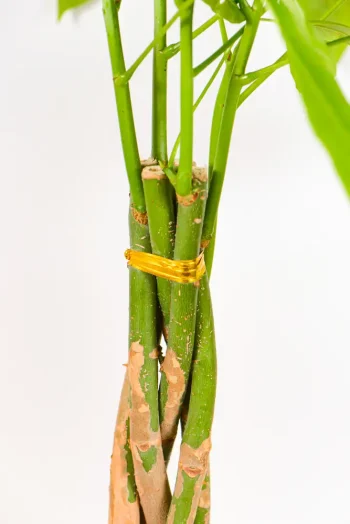 Top of the stem of a money tree showing new growth.