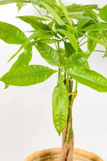 Leafy canopy of Pachira Money Tree