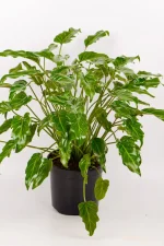 Decorative Kubla Khan philodendron styled as rare houseplant.