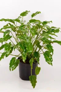 Decorative Kubla Khan philodendron styled as rare houseplant.