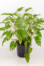 Upright Philodendron Kubla Khan plant displayed indoors.
