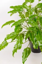 Rare Philodendron Kubla Khan with large hybrid leaves in pot.