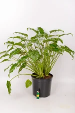Full shot of a philodendron kubla khan with a lighter for size comparison