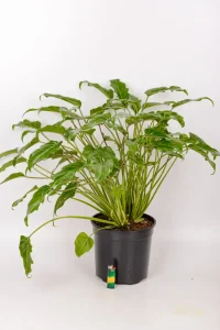 Full shot of a philodendron kubla khan with a lighter for size comparison