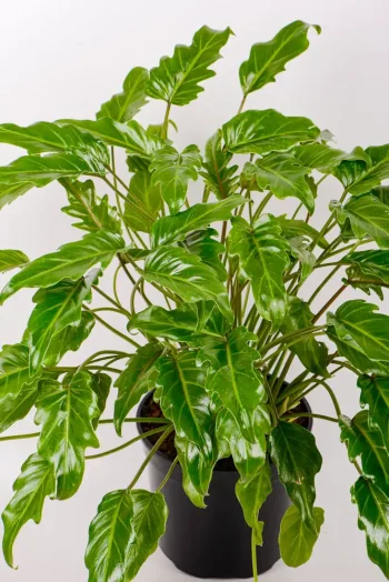Mutliple leaves and stems of a philodendron kubla khan
