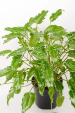 Philodendron Kubla khanin full display on white background