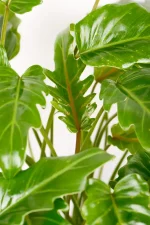 Side angle view of Philodendron Kubla Khan hybrid foliage.