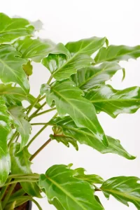 Close of jaggered leaves of a philodendron xanadu