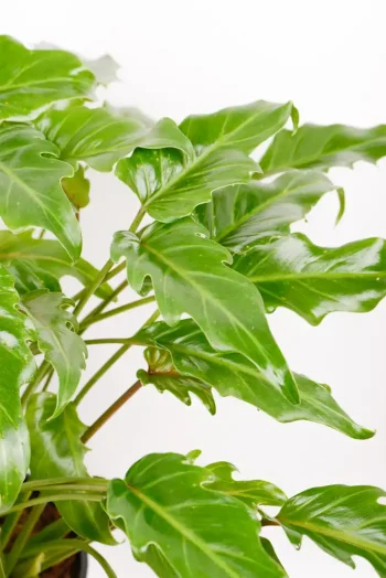 Close of jaggered leaves of a philodendron xanadu