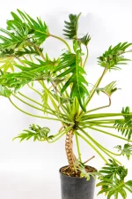 Rare Philodendron Kubla Khan with large hybrid leaves in pot.