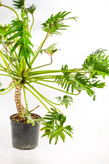 Close-up of Kubla Khan philodendron leaf texture.