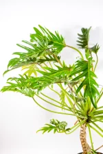 Upright Philodendron Kubla Khan plant displayed indoors.