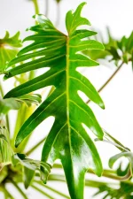 Decorative Kubla Khan philodendron styled as rare houseplant.